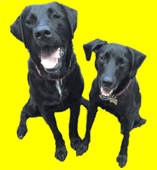 Bed Bug Dogs, Canine Detection Teams